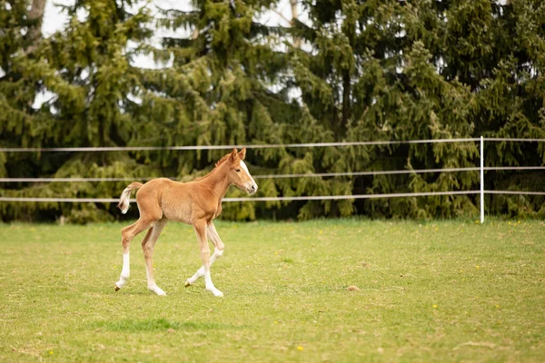 Newborn foal of sport horse on pasture for the first time, breeding horse for showjumping, agricultural scene