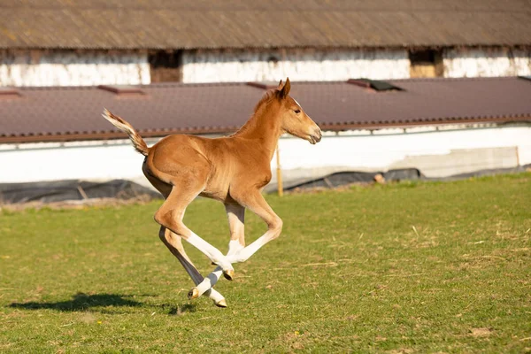 Newborn Foal Sport Horse Galloping Pasture First Time Breeding Horse — Stock Photo, Image