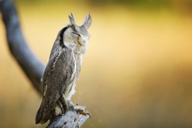 Kuzey beyaz yüzlü baykuş, Otus löcotis, doğal yaşam alanındaki kuş. Afrika savanasında baykuş. Ağaç dalında oturan bir hayvan. Afrika 'dan vahşi yaşam sahnesi.