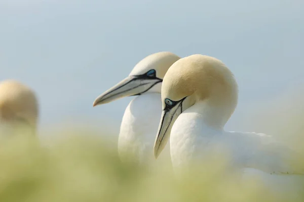 Kuzey Sümsük Kuşu Sula Bassana Çiftinin Portresi Açık Yeşil Planda — Stok fotoğraf