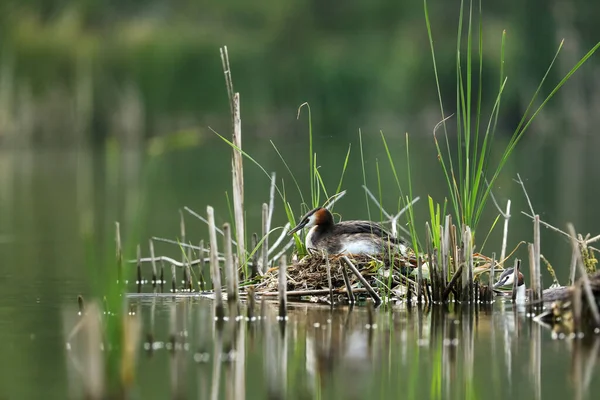 Stor Kråka Kuben Inkuberar Boet Vatten Senvåren Fågel Naturmiljön Tjeckien — Stockfoto