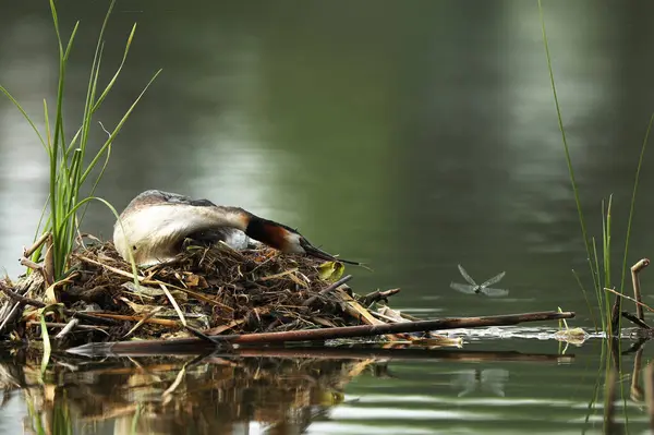 Grande Grebe Crested Podiceps Cristatus Pássaro Água Sentado Ninho Captura — Fotografia de Stock