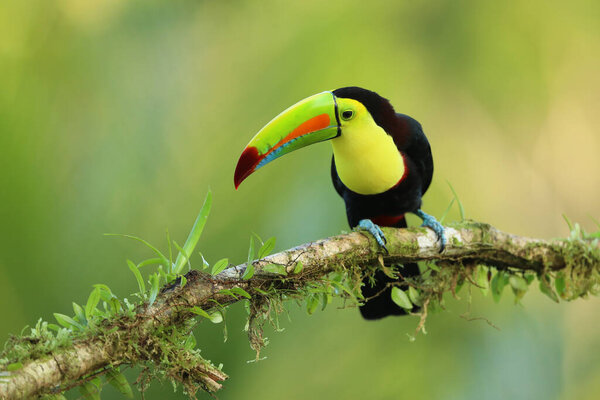 Keel-billed Toucan, Ramphastos sulfuratus,  sitting on the branch in the forest, Boca Tapada, green vegetation, Costa Rica.