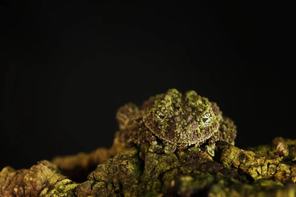 Vietnamese Mossy Frog Theloderma Corticale Frog Nature Habitat Vietnam Widlife — Stock Photo, Image