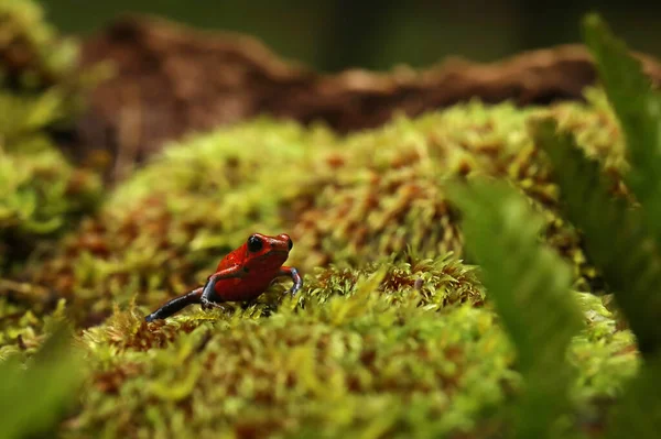 自然生息地 コスタリカでの赤いイチゴ毒ダーツカエル Oophageポミリオ 毒性の赤いカエルのクローズアップ肖像画 熱帯では珍しい両生類 野生のジャングル 森の中のカエル — ストック写真