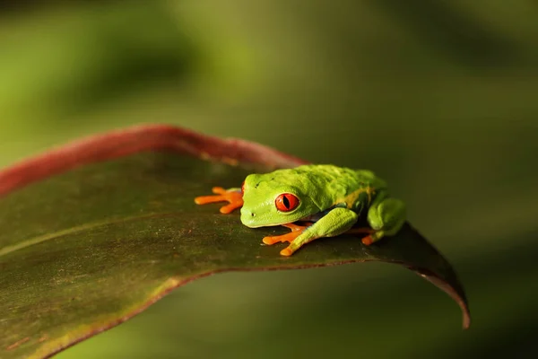 Grenouille Yeux Rouges Sur Feuille Verte Costa Rica Dans Forêt — Photo