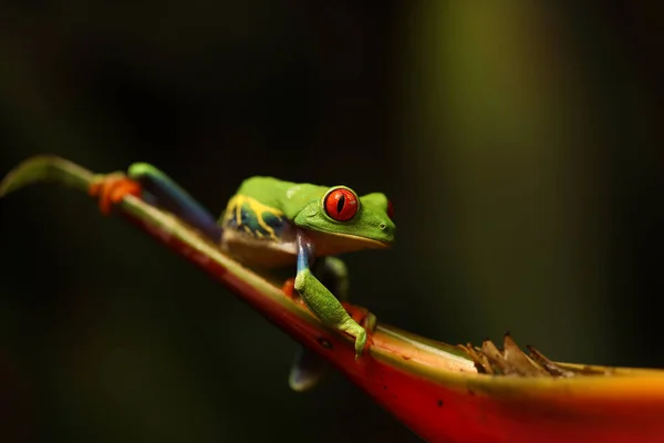 Punasilmäinen Sammakko Kukassa Rajalla Panama Costa Rica Trooppisessa Sademetsässä Söpö — kuvapankkivalokuva