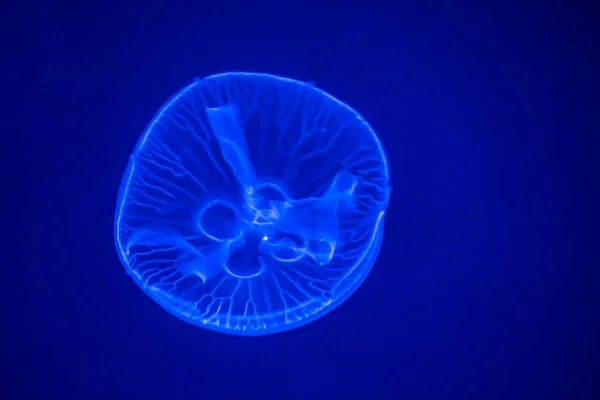 在海水中的月桂花 月桂花水母 水母在自然界的海洋栖息地 太平洋水上漂铃木A — 图库照片