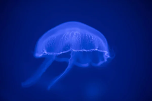 月亮水母 在海水中 水母在自然界的海洋栖息地 太平洋上漂浮的铃铛 海洋生物 — 图库照片