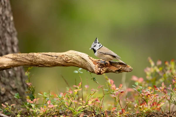 Bird Crest Bird Nature Green Habitat Wildlife Europe Songbird Crested — Stock fotografie