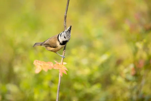 Bird Crest Bird Nature Green Habitat Wildlife Europe Songbird Crested — 图库照片
