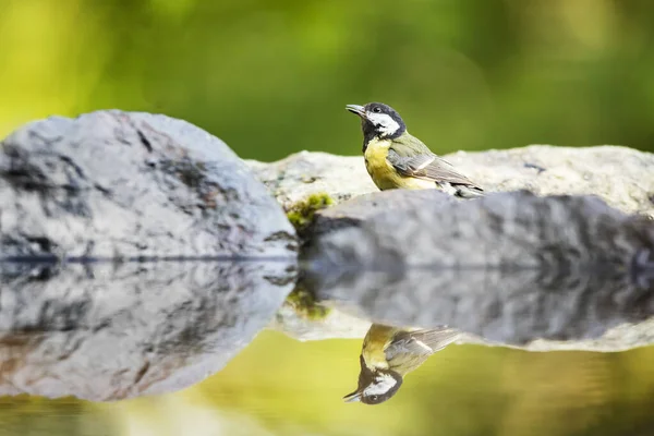 Great Tit Parus Major Garden Bird Perched Stone Moss Water — 图库照片