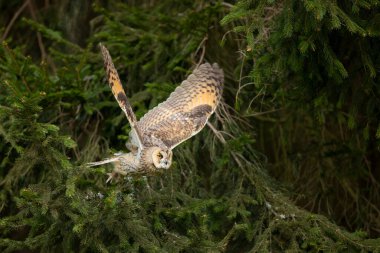 Long-eared owl fly with background light in a feather. Asio otus. Short time with frozen wings position. Wildlife scene from nature