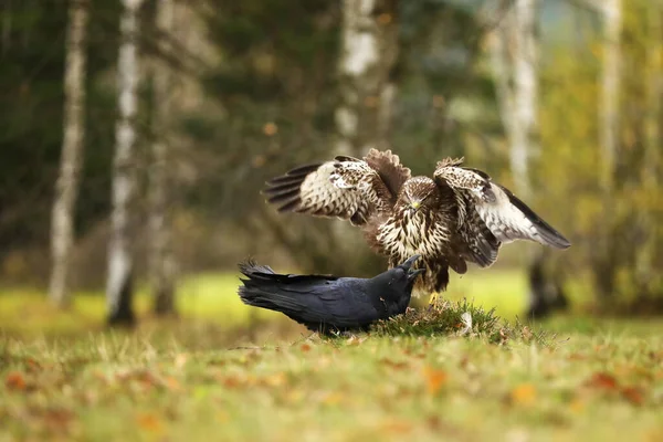 Mäusebussard Buteo Buteo Und Rabe Corvus Corax Kämpfen Gemeinsam Einem — Stockfoto