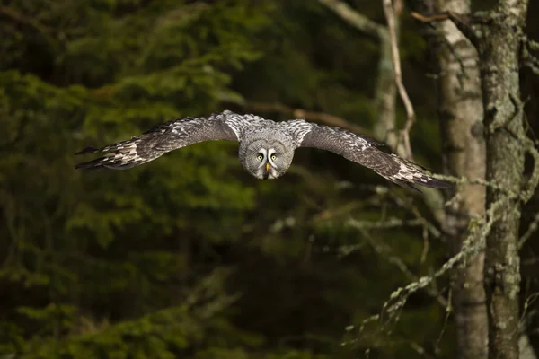 Great Grey Owl Lapland Owl Lat Strix Nebulosa Voar Através — Fotografia de Stock