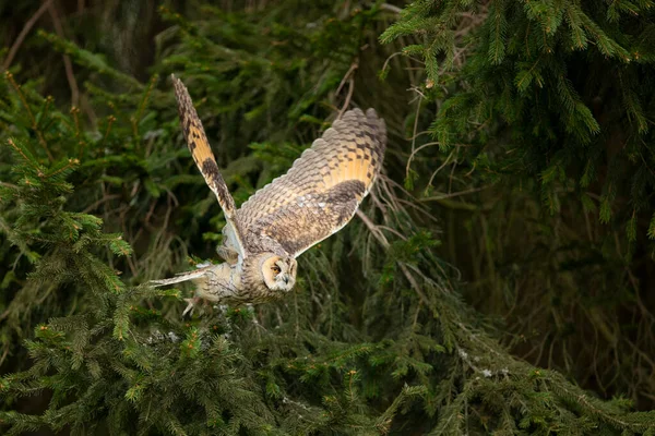 Long Eared Owl Fly Background Light Feather Asio Otus Short — Stok fotoğraf