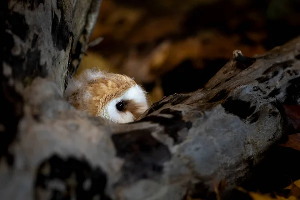 Προς Βράδυ Πουλί Νεαρό Κουκουβάγια Αχυρώνα Κρυμμένο Κοντά Κορμό Δέντρο — Φωτογραφία Αρχείου