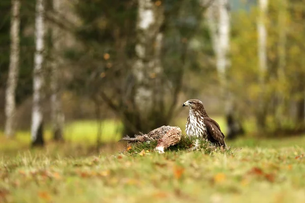 Buse Commune Nourrissant Proies Scène Action Nature Oiseau Proie Dans — Photo