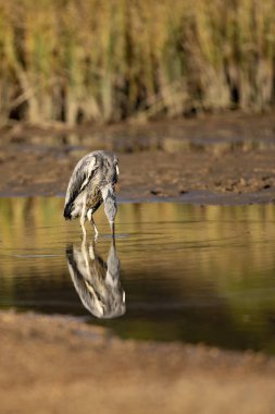 Gri balıkçıl, Ardea Cinerea güneşli bir öğleden sonra suda duruyor. Gölette yiyecek arıyorum. Suda yansıyor.