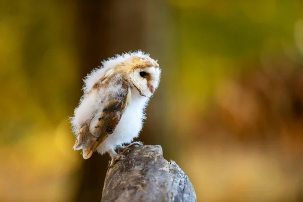 Evening Bird Nesting Barn Owl Sitting Tree Trunk Evening Nice — Stock Photo, Image