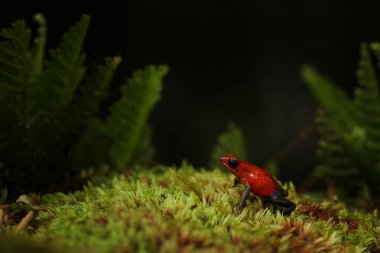 Kırmızı Çilek zehirli dart kurbağası, Oophage pumilio, Kosta Rika 'nın doğal ortamında. Zehirli kırmızı kurbağa portresi. Tropik bölgede nadir bulunan bir amfibi türü. Vahşi yaşam ormanı. Ormandaki kurbağa.