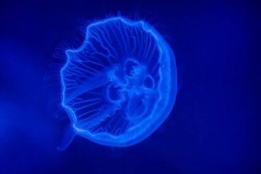 Ay denizanası, deniz suyunda. Denizanası doğada okyanus ortamında. Pasifik Okyanusu 'ndan yüzen çan Medusa. Deniz yaşamı.