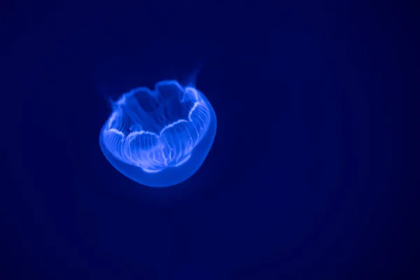 Księżycowa Galaretka Aurelia Labiata Wodzie Morskiej Meduzy Naturalnym Środowisku Oceanicznym — Zdjęcie stockowe