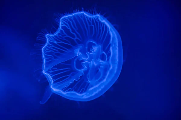 Meduse Lunari Acqua Mare Meduse Nell Habitat Naturale Oceanico Medusa — Foto Stock