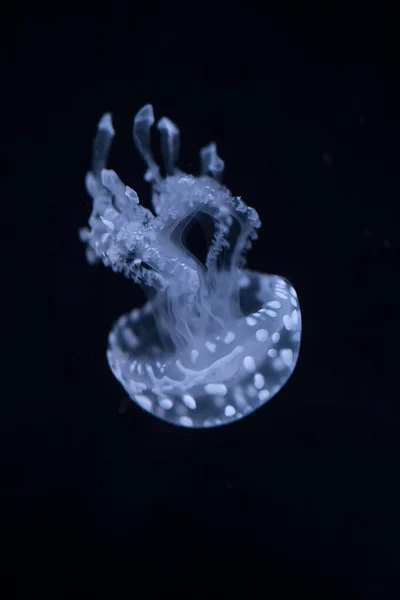 Australian Spotted Jellyfish Phyllorhiza Punctata Sea Water White Blue Jellyfish — Stock Photo, Image