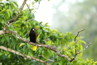 Montezuma Oropendola, Psarocolius montezuma, Kosta Rika 'dan bir kuş portresi. Tropikal doğadan vahşi yaşam sahnesi