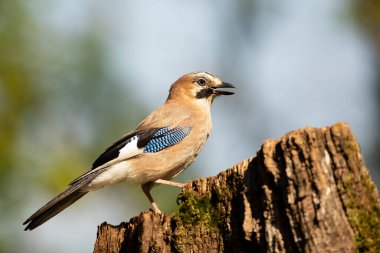 Avrasya kuşunun güzel portresi, Garrulus Glandarius. Bir kuş bir kütük üzerinde yaz ormanında oturur. Çek Cumhuriyeti 'nden vahşi yaşam sahnesi