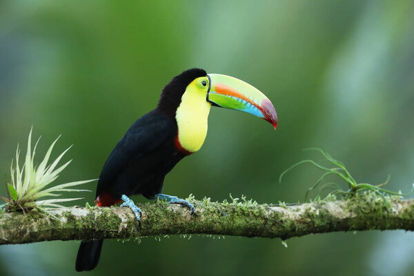 Keel-billed Toucan, Ramphastos sulfuratus,  sitting on the branch in the forest with green backgroud, Costa Rica.