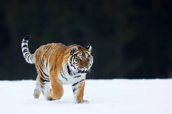 西伯利亚虎在雪地里过冬 走过针叶林 寒冷的天气与危险的掠食者 Panthera Tigris Altaica 俄罗斯 — 图库照片