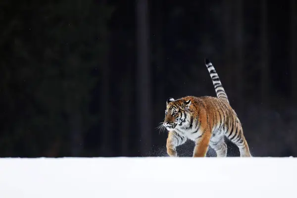 冬の雪の中のシベリアの虎は タイガを歩いています 危険な捕食者との寒い天気 パンテラ トラリス ヴァリカ ロシア — ストック写真
