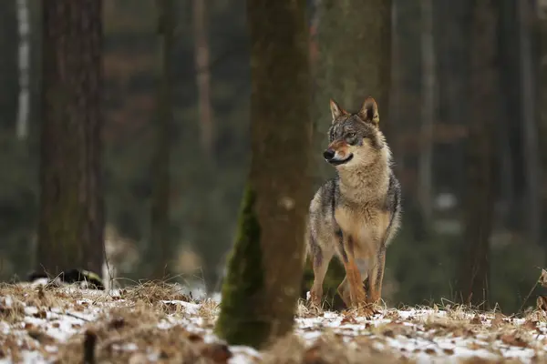 Wolf in snowy forest, Europe. Winter wildlife scene from nature. Gray wolf, Canis lupus in cold snow season in nature, wildlife
