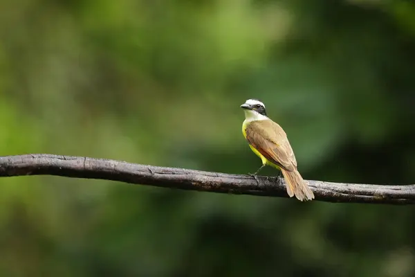 Yellow bird from Costa Rica. Great Kiskadee, Pitangus sulphuratus, brown and yellow tropical tanager in nature habitat