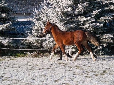 Güzel spor atları, karlı kış aylarında çayırlarda vahşi bir şekilde koşar.