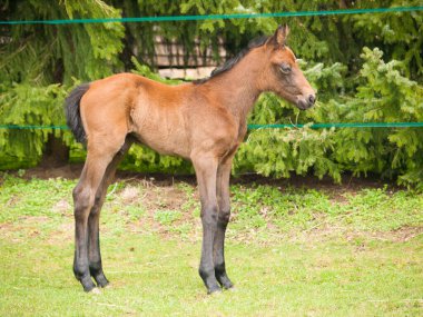 Bir gün güneşli bir bahar gününde yeşil çayır üzerinde sevimli bir tay portresi.