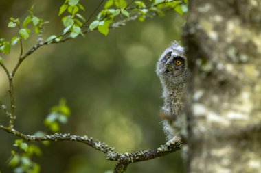 Huş ağacının dalında oturan uzun kulaklı yavru baykuş (asio otus). Doğa habitatındaki kuş, Çek Cumhuriyeti