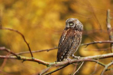 Baykuş Sops, Otus Sops, ormandaki ağaç dalına oturun. Doğadan vahşi hayvan sahnesi. Küçük baykuş, Çek Cumhuriyeti 'nin doğasında detaylı portresi