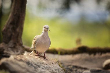 Kaplumbağa güvercini (Streptopelia turtur), doğal ortamdaki orman kuşu, yeşil arka plan, Çek Cumhuriyeti. Yeşil Orman 'dan Vahşi Yaşam Sahnesi.