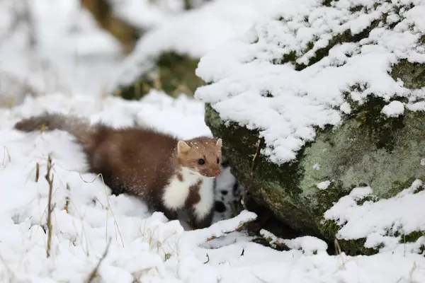 Beautiful cute forest animal. Beech marten, Martes foina, in witer forest. Small predator  in forest. Wildlife scene from Czech republic