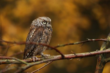 Baykuş Sops, Otus Sops, ormandaki ağaç dalına oturun. Doğadan vahşi hayvan sahnesi. Küçük baykuş, Çek Cumhuriyeti 'nin doğasında detaylı portresi