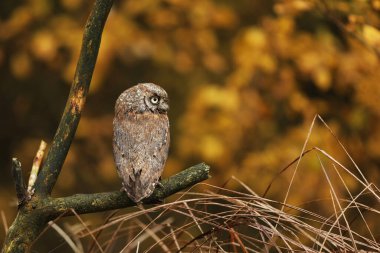 Baykuş Sops, Otus Sops, ormandaki ağaç dalına oturun. Doğadan vahşi hayvan sahnesi. Küçük baykuş, Çek Cumhuriyeti 'nin doğasında detaylı portresi