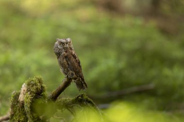 Baykuş Sops, Otus Sops, yosunlu ormandaki ağaç gövdesine oturun. Doğadan vahşi hayvan sahnesi. Küçük kuş, baykuşun yakın plan detaylı portresi, Çek Cumhuriyeti