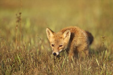 Genç kızıl tilki yavrusu (Vulpes vulpes) yaz otlağında av arıyor. Çek vahşi yaşamından doğal manzara.