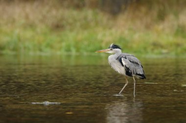 Ormanda kuşla göl. Suyu kuşa çevir. Gri Heron, Ardea Cinerea, gölde kuş avı, arka planda yeşil bataklık çimleri ve orman, Çek Cumhuriyeti.