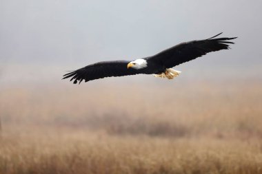 Kel Kartal, Haliaeetus leucocephalus, sonbahar arka planında uçan yırtıcı kuş, sarı ot ve orman. Homer, Alaska