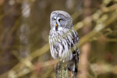 Büyük gri baykuş, Strix nebulosa, kuş avı, eski ağaç gövdesinde oturan, büyük baykuş portresi. Vahşi yaşam doğası.