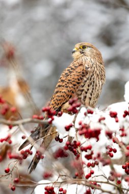 Yaygın kerkenez (Falco tinnunculus) avlanmaya hazır karlı bir dala tünemişti. Çek Cumhuriyeti 'nde Raptor' la kar yağışlı soğuk hava